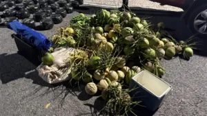 Golpe al narcotráfico: autoridades decomisan 209 libras de marihuana, vehículos y un arma