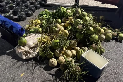 Golpe al narcotráfico: autoridades decomisan 209 libras de marihuana, vehículos y un arma