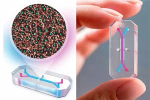 Mexicanos desarrollan «hígado en un chip»