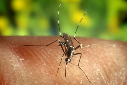 Por qué los mosquitos siempre te pican a ti