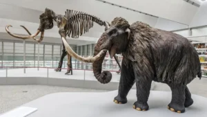 Estudio revela que los grandes dinosaurios y los mamuts eran más lentos de lo estimado