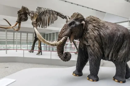 Estudio revela que los grandes dinosaurios y los mamuts eran más lentos de lo estimado