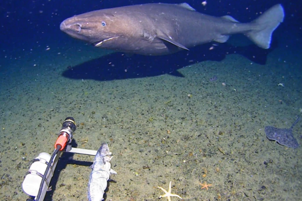 Histórico hallazgo en la Antártida: captan por primera vez un tiburón dormilón gigante en aguas extremas