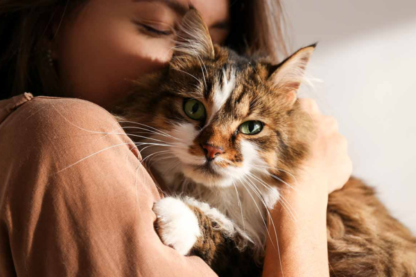 Histórico estudio revela que el cáncer en gatos comparte claves genéticas con el cáncer humano
