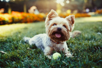 Mascotas bajo la lupa: estudio europeo revela cómo los perros transforman la calidad del aire en interiores