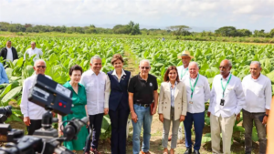 Tabaco dominicano: motor económico y orgullo nacional