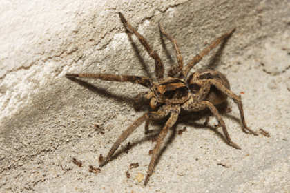 Alarma científica: el 90 % de los insectos y arácnidos está en la sombra