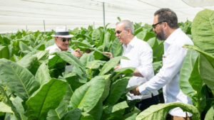 Abinader respalda innovación en la producción de capa de tabaco en Monte Plata