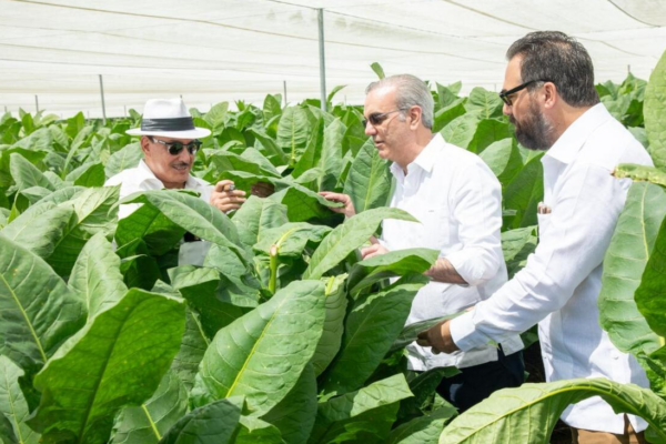 Abinader respalda innovación en la producción de capa de tabaco en Monte Plata