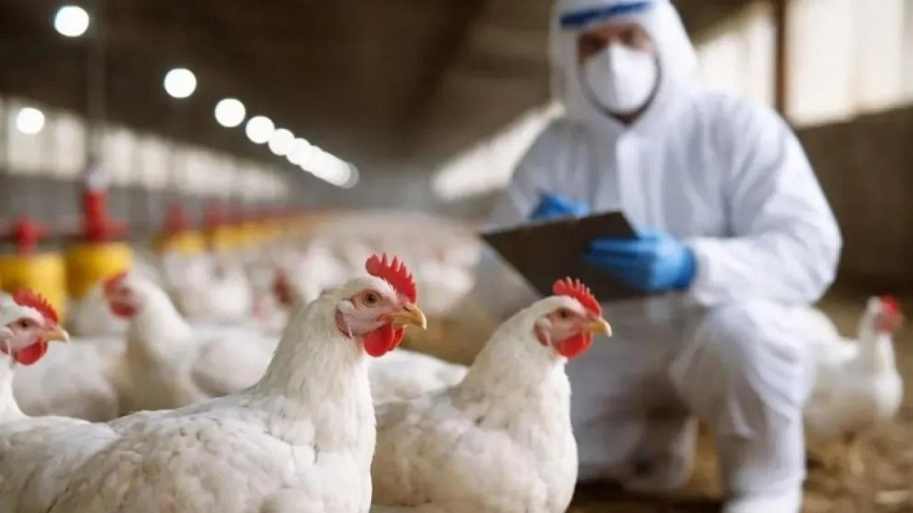 Europa detecta primer caso humano de gripe aviar H9N2 y descarta riesgo elevado