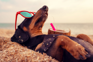 Semana Santa pet-friendly: cómo viajar con tu mascota de forma segura y cómoda