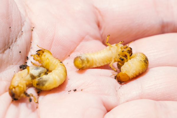 Honduras confirma primera muerte humana por gusano barrenador en 2026