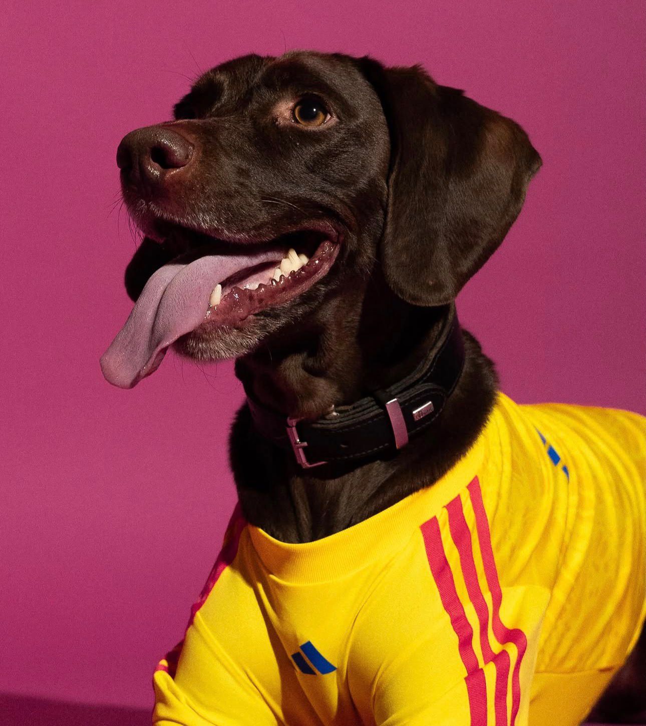 2065cd0c-fa71-448b-a8c2-86814756beea