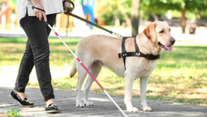 Perros guía: cuatro patas que transforman vidas con seguridad y autonomía
