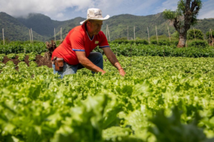 República Dominicana celebra el Día del Agricultor reconociendo el esfuerzo de quienes alimentan la nación