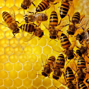 El mundo conmemora el Día Mundial de las Abejas y llama a proteger a los polinizadores