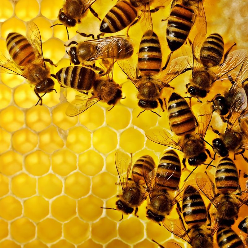 El mundo conmemora el Día Mundial de las Abejas y llama a proteger a los polinizadores