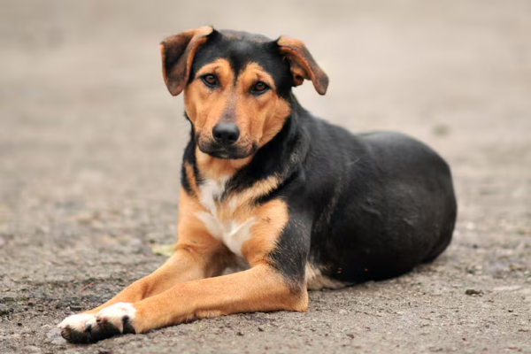 Hoy se celebra el Día Internacional del Perro Sin Raza, una fecha para promover la adopción y el amor animal