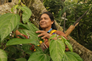 Sabiduría ancestral en la selva: práctica tradicional revela secretos curativos de la naturaleza