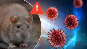 Fiebre, cansancio y dificultad respiratoria: señales de alerta del hantavirus