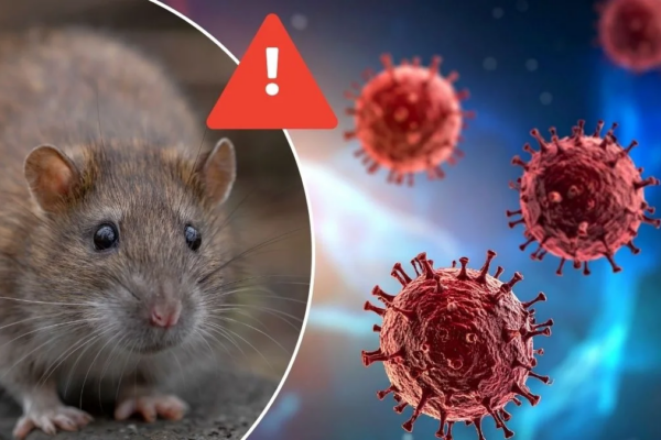 Fiebre, cansancio y dificultad respiratoria: señales de alerta del hantavirus