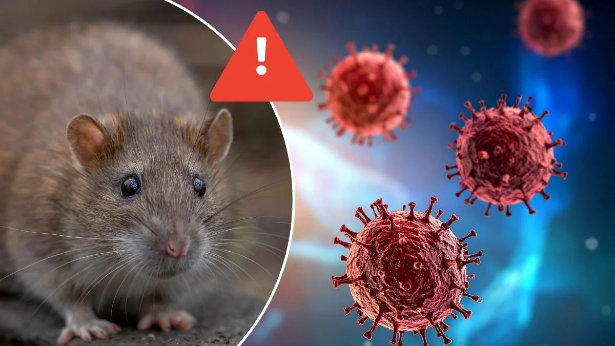 Fiebre, cansancio y dificultad respiratoria: señales de alerta del hantavirus