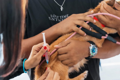 Alcaldía del Distrito Nacional refuerza programa de bienestar animal con jornadas gratuitas
