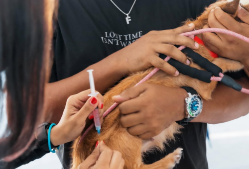 Alcaldía del Distrito Nacional refuerza programa de bienestar animal con jornadas gratuitas