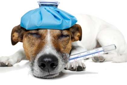 Veterinarios alertan: señales en perros que pueden indicar enfermedades graves