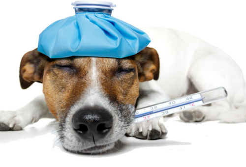Veterinarios alertan: señales en perros que pueden indicar enfermedades graves