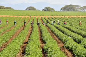 Cartera de créditos agropecuarios supera los RD$132 mil millones en República Dominicana
