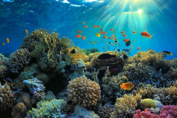 Arrecifes de coral: guardianes de la biodiversidad marina y aliados esenciales para la vida en el planeta