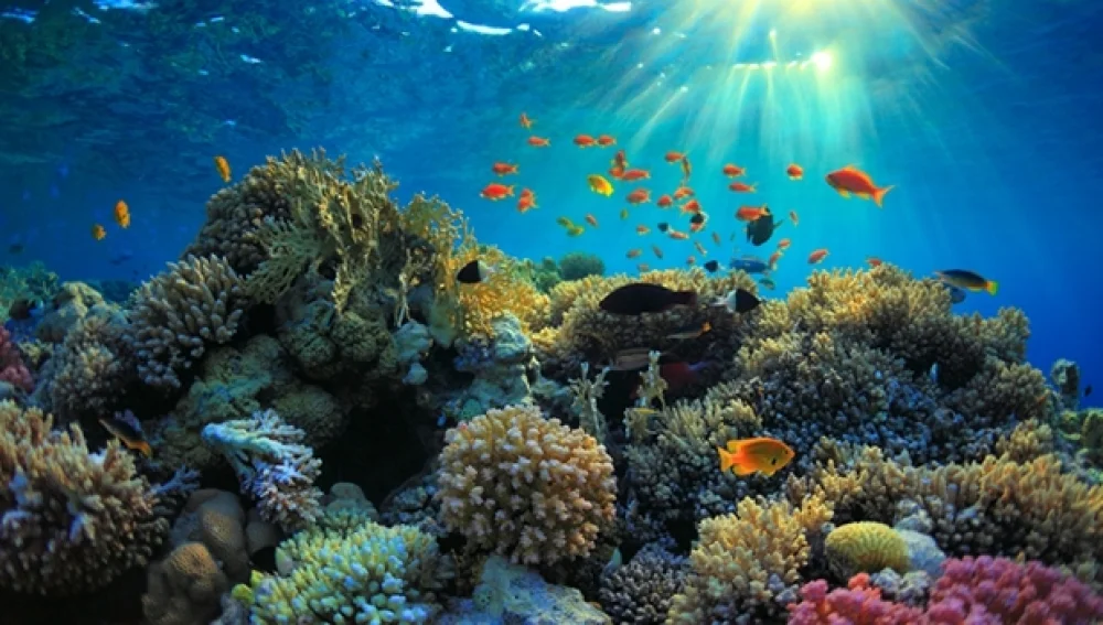 Arrecifes de coral: guardianes de la biodiversidad marina y aliados esenciales para la vida en el planeta