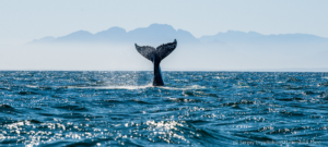 Día Mundial de los Océanos: un llamado a proteger el corazón azul del planeta
