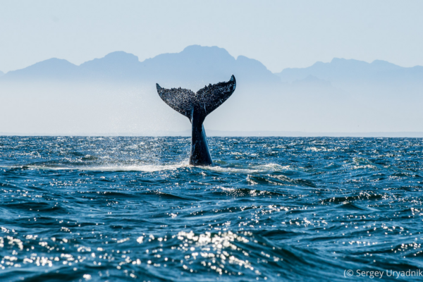 Día Mundial de los Océanos: un llamado a proteger el corazón azul del planeta
