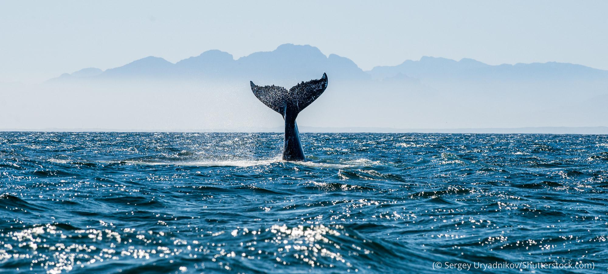 Día Mundial de los Océanos: un llamado a proteger el corazón azul del planeta