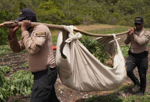 Desmantelan cultivo de marihuana en Ocoa y arrestan a dos haitianos durante operativo aéreo