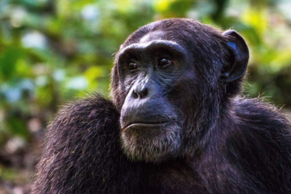 Día Mundial del Chimpancé: una fecha para proteger a uno de los grandes parientes del ser humano