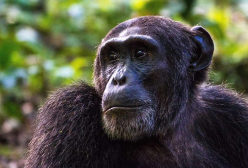 Día Mundial del Chimpancé: una fecha para proteger a uno de los grandes parientes del ser humano