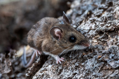Venezuela confirma tres muertes por hantavirus y analiza fallecimientos de dos médicos