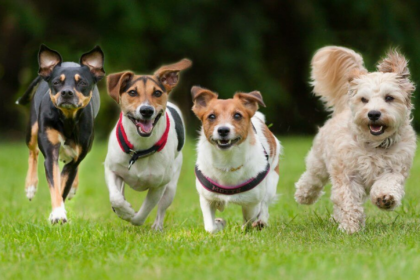 Día Mundial del Perro: una fecha para celebrar a los compañeros más fieles