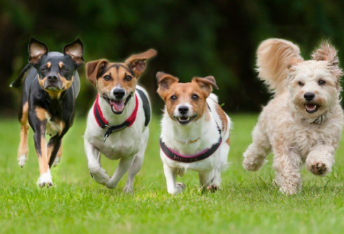 Día Mundial del Perro: una fecha para celebrar a los compañeros más fieles