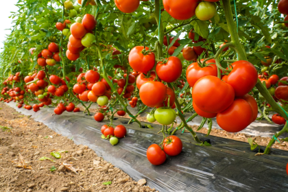 AZUA RECIBE RECONOCIMIENTO OFICIAL COMO LA CAPITAL DEL TOMATE