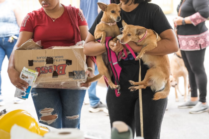 Alcaldía del Distrito Nacional esteriliza 100 animales en jornada de bienestar