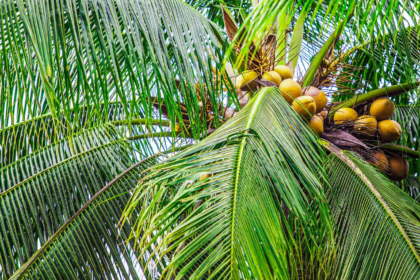 República Dominicana busca aprovechar el creciente mercado mundial del coco