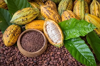 Exportaciones de cacao dominicano alcanzan US$669 millones y destacan en el Festival del Chocolate