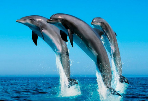 ¿Por qué los delfines duermen con un ojo abierto? La increíble razón