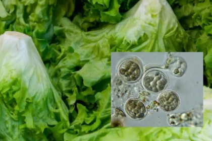 Investigan brote de infección intestinal vinculado a la lechuga iceberg en EE. UU.
