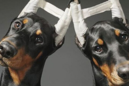 Alemania prohíbe cortar orejas y colas de perros por razones estéticas