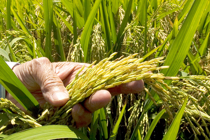 Producción de arroz cae 10.5 % durante el primer semestre de 2026 en República Dominicana